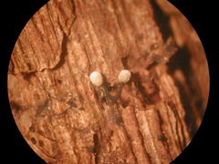 Physarum crateriforme