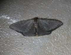 Idaea coercita
