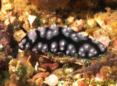 Phyllidiella pustulosa