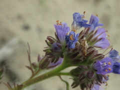 Phacelia franklinii