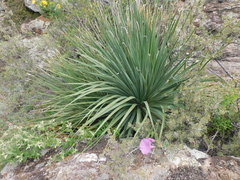 Dasylirion berlandieri