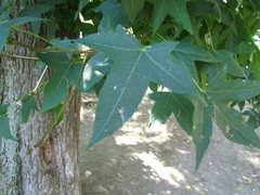 Liquidambar styraciflua