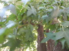 Liquidambar styraciflua