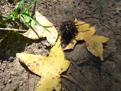 Liquidambar styraciflua