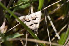 Dichromodes atrosignata