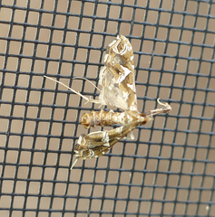 Lineodes vulnifica