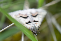 Dichromodes atrosignata