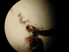 Physarum crateriforme