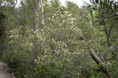 Melaleuca squarrosa
