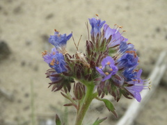 Phacelia franklinii