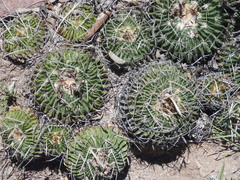 Echinofossulocactus dichroacanthus