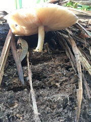 Agaricales