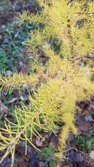 Larix laricina image