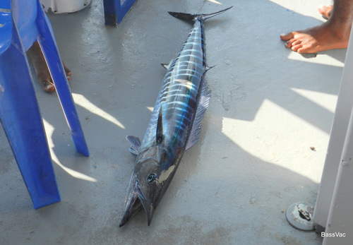 Wahoo — seen at this dive site