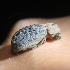 Omorgus punctatus