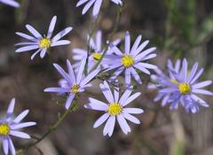 Aster hispidus leptocladus