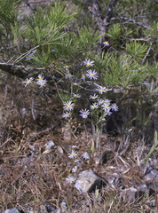 Aster hispidus leptocladus