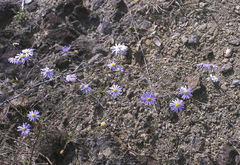 Aster hispidus leptocladus