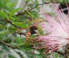 Polistes cavapytiformis