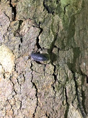 Porcellio scaber
