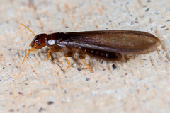 Kalotermes approximatus