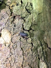 Porcellio scaber