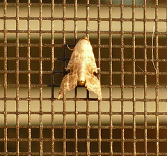 Abablemma duomaculata