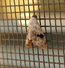 Abablemma duomaculata