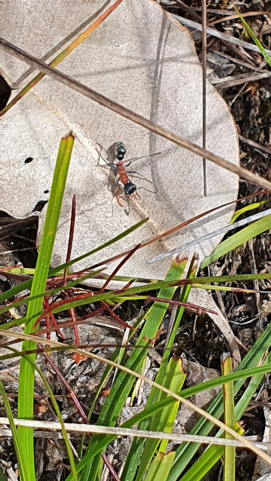 Myrmecia swalei