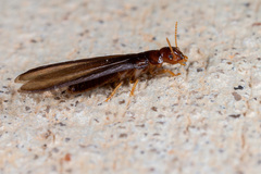 Kalotermes approximatus