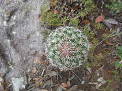 Coryphantha clavata