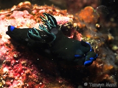 Tambja morosa