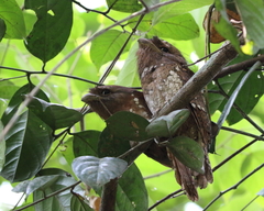 Batrachostomus moniliger