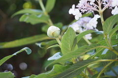 Hydrangea involucrata