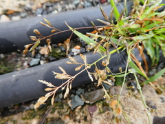 Eragrostis minor