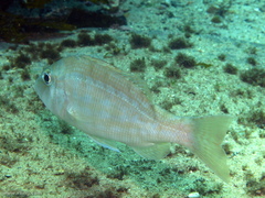Lethrinus genivittatus