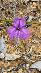 Thysanotus multiflorus