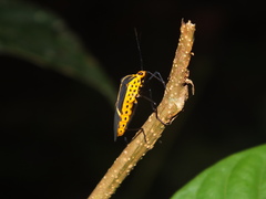 Hypselonotus linea