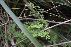 Adiantum aethiopicum