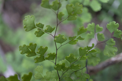 Adiantum aethiopicum