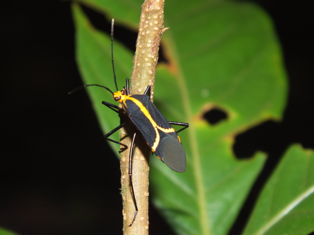 Hypselonotus linea