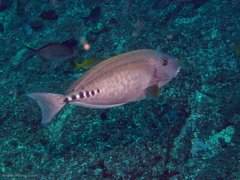 Prionurus microlepidotus