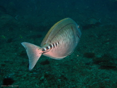 Prionurus microlepidotus