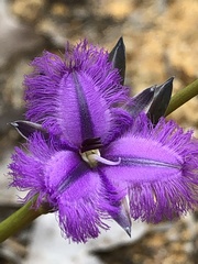 Thysanotus multiflorus