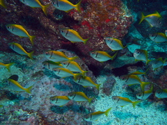 Schuettea scalaripinnis