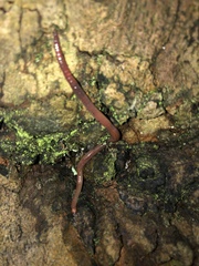 Lumbricus terrestris
