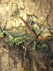 Lumbricus terrestris