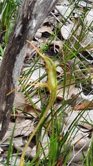 Pterostylis turfosa