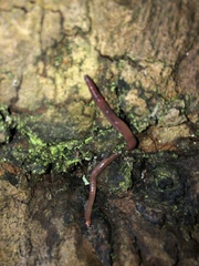 Lumbricus terrestris
