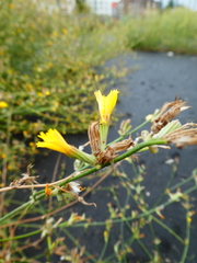 Chondrilla juncea